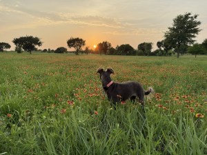 Dr. Hollinger's dog in a field looking at the sunset